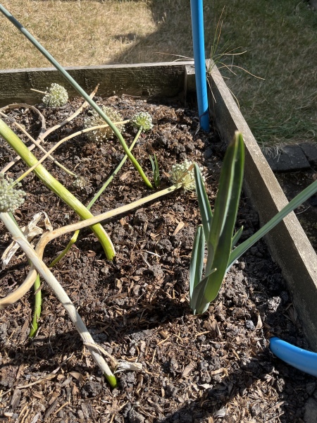 What have you done in the garden today? Part 9