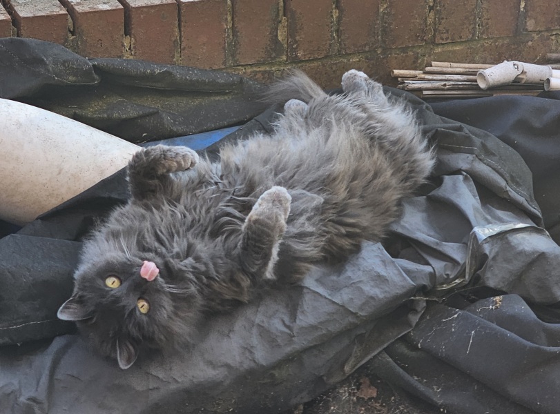 AIBU to think cats should not roam unsupervised like dogs?