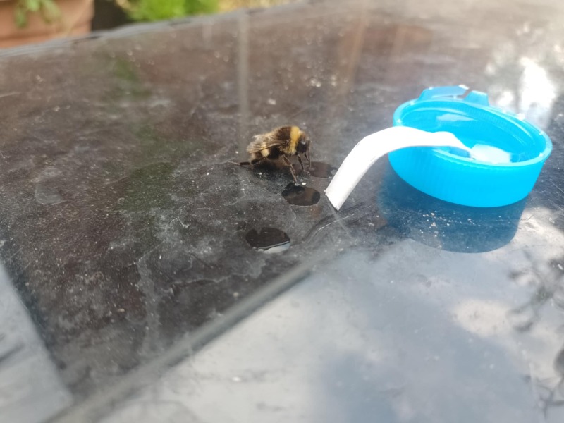 To celebrate the wasps have returned 👏