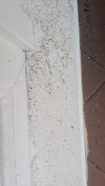 AIBU to expect neighbours' roofers to clean our path