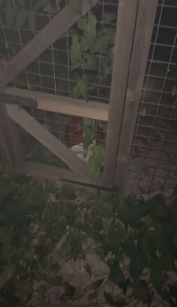Advice on neighbours dog…neglected.