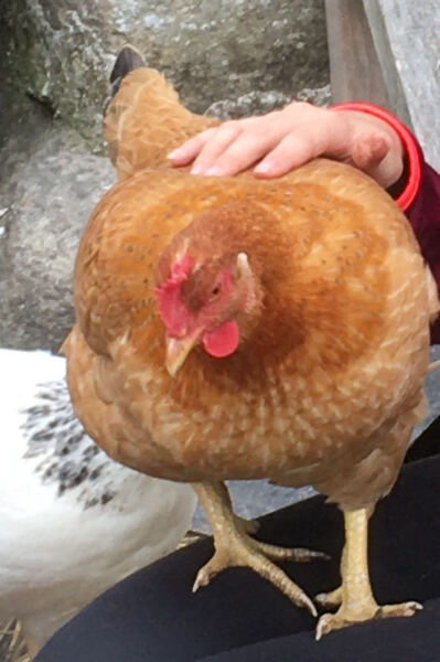 Indoor chicken anything that can be done for poor feather condition