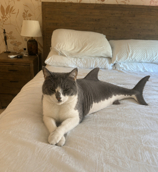 How do I insure a cat that isn’t mine?