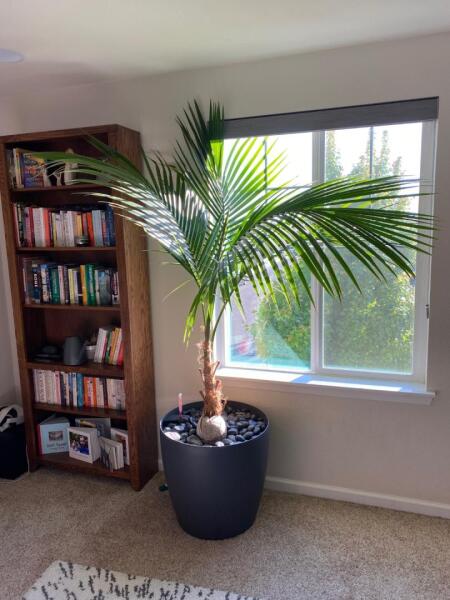 Indoor tree