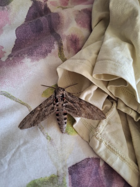 Does anyone else like moths?