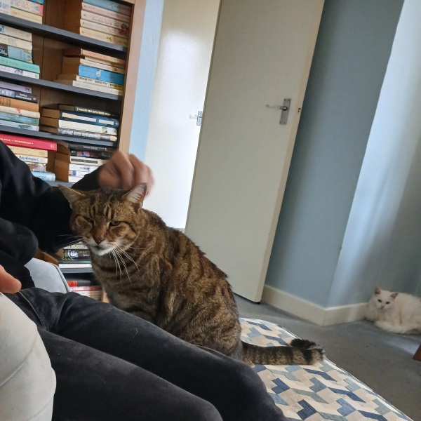 Get A Compass! The Excellent Cats embrace a new rallying cry