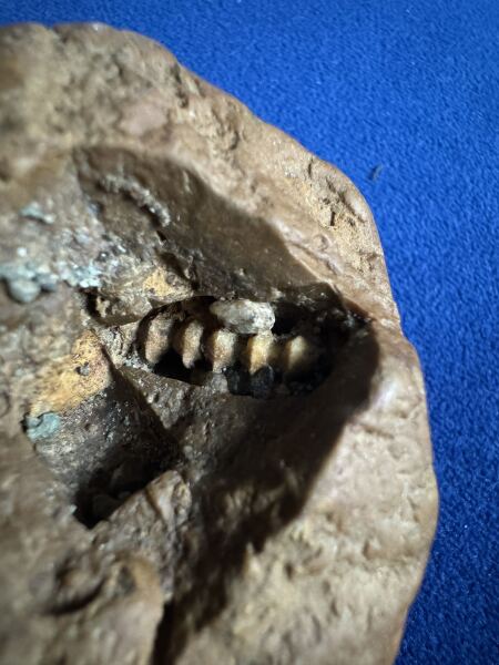Is this a fossil?