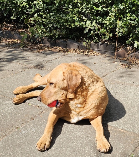 International Dog Day thread for sharing pictures of our dogs