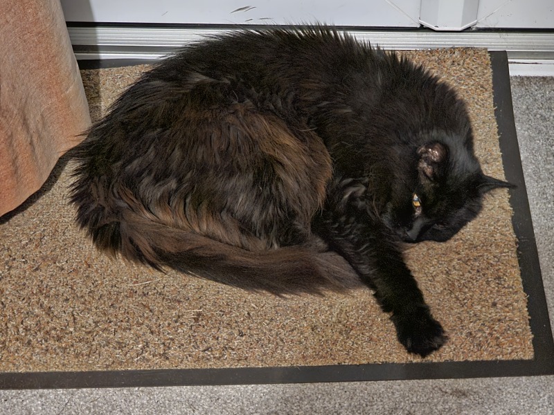 Get A Compass! The Excellent Cats embrace a new rallying cry