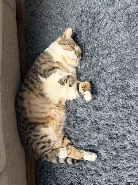Not sure if I’m ready for an older rescue cat
