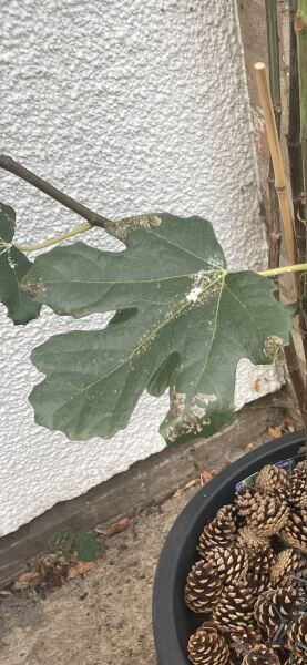 What do I do about this on the leaves of my fig tree ?