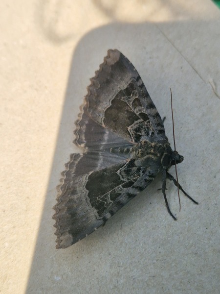 Does anyone else like moths?