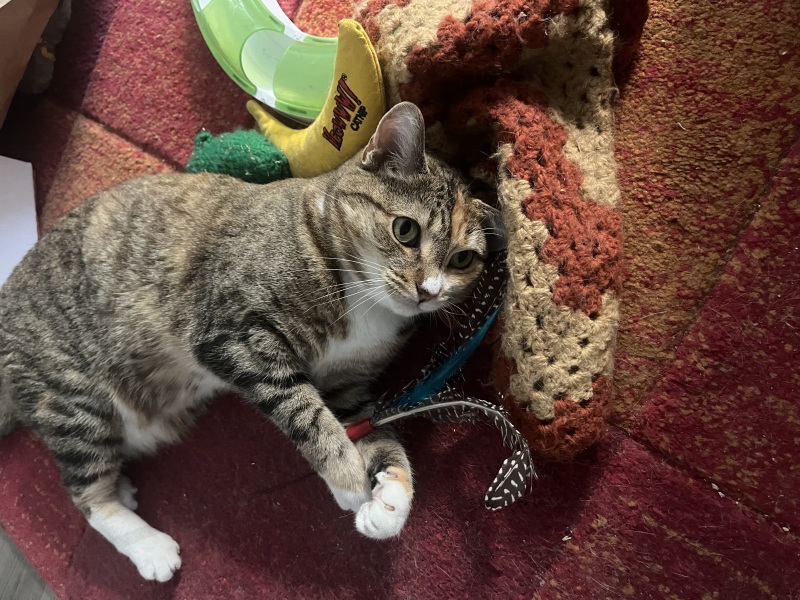 The Bluestocking Women's Pub, in which we wait excitedly for the next instalment of Gosie's adventures. Gosie, Glass and the Gerbils' Dilemma.