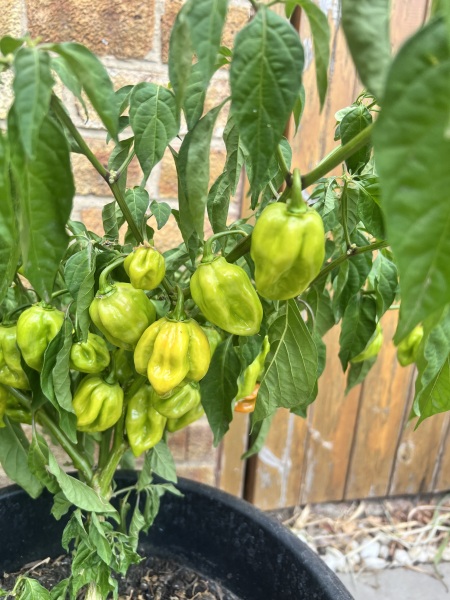 Why have my chilli peppers grown into such an unusual shape?