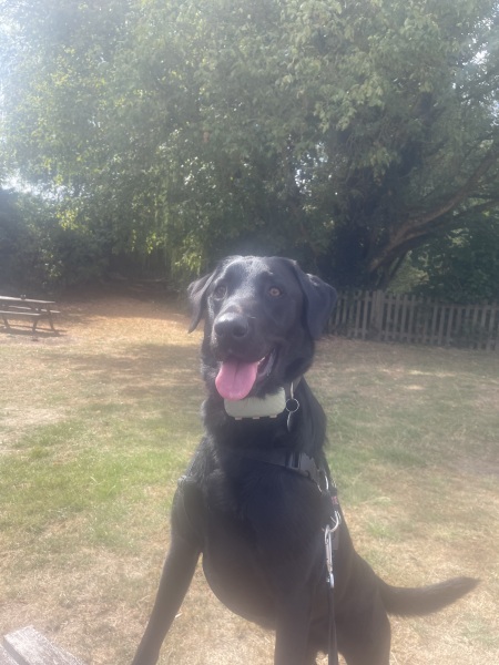 International Dog Day thread for sharing pictures of our dogs