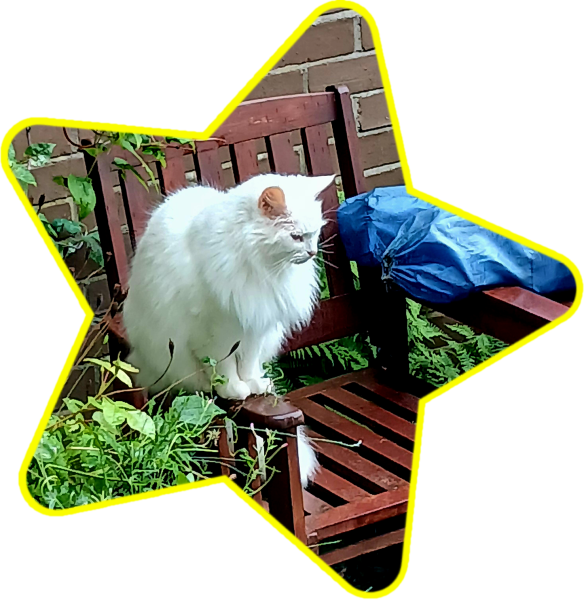 Rodents and Risk Assessments - the Excellent Cats applaud Gizmo's recent achievements