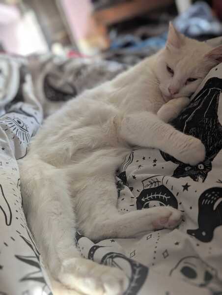 Rodents and Risk Assessments - the Excellent Cats applaud Gizmo's recent achievements