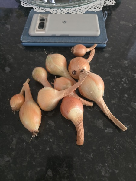 What have you done in the garden today? Part 9