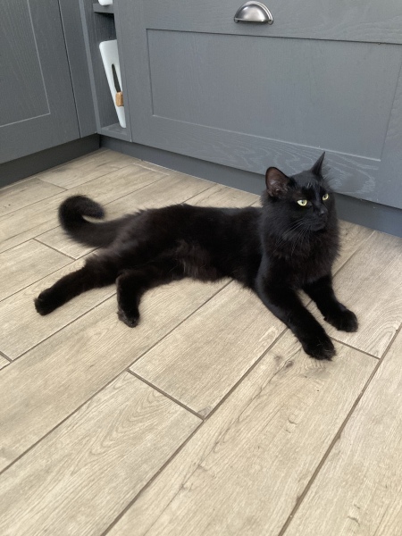 New cat constantly looking for food