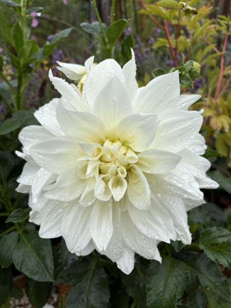 What have you done in the garden today? Part 9