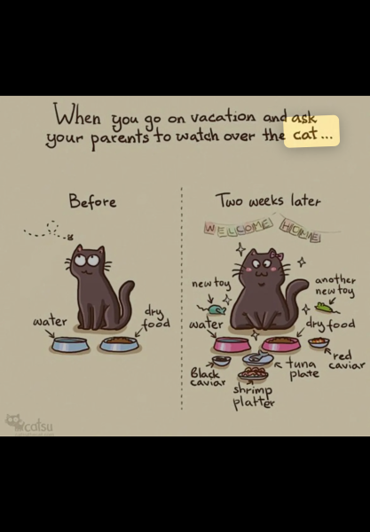 Cat sitter has overfed cat!!