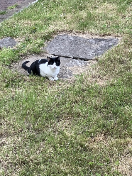 AIBU to think cats should not roam unsupervised like dogs?