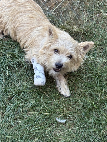 Dog with suspected grass seed in paw, likely recovery time?