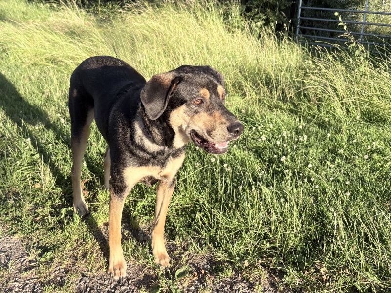 International Dog Day thread for sharing pictures of our dogs