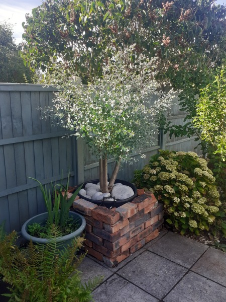 Recommendations for very tall screening plants suitable for large patio planters