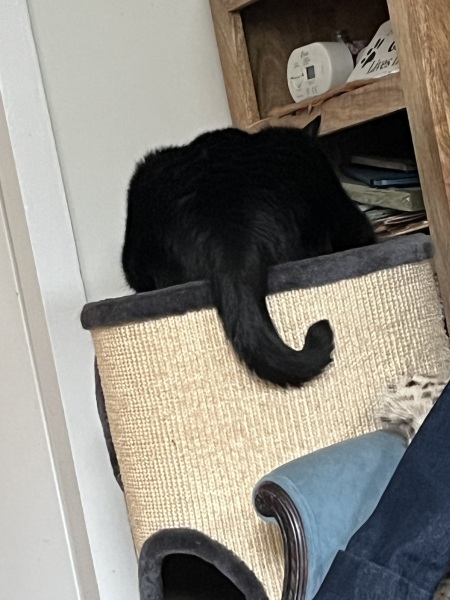 Rodents and Risk Assessments - the Excellent Cats applaud Gizmo's recent achievements