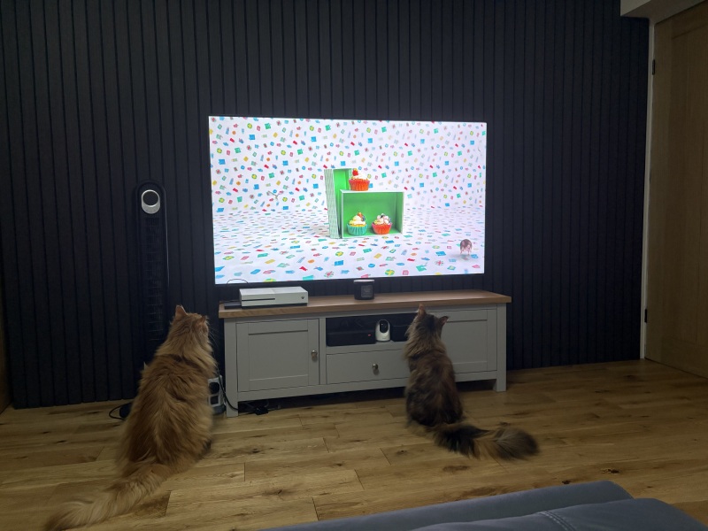 New cat constantly looking for food
