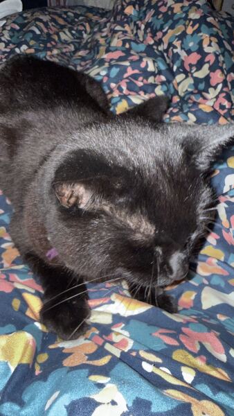 AIBU regarding our petsitter