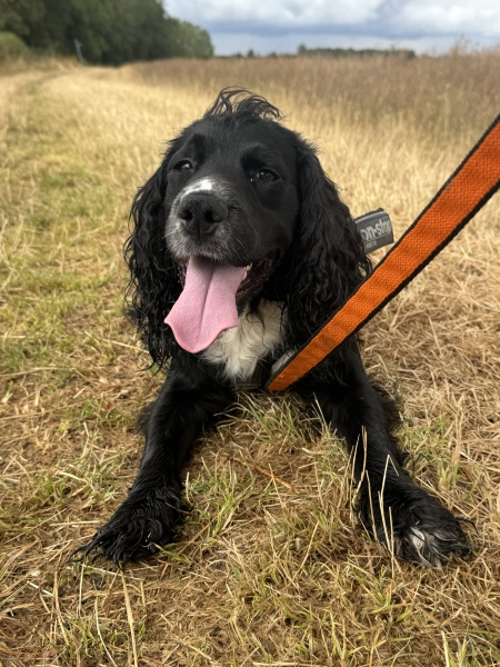 Suggest me a (probably) gundog breed!