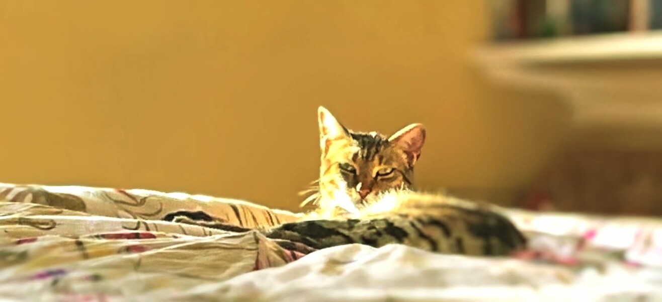 Adoption of cats from Dubai
