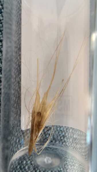 Dog with suspected grass seed in paw, likely recovery time?