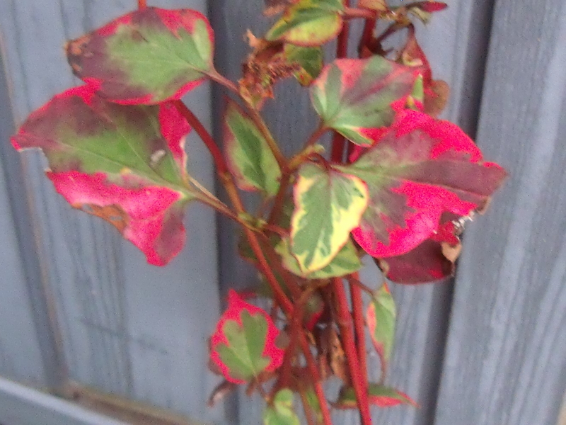 Can anyone identify this plant ?