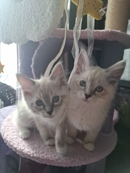 Can I show you my kittens?