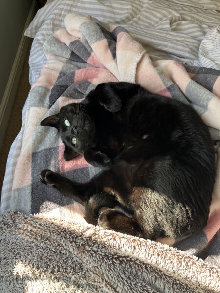 Cat out in heat