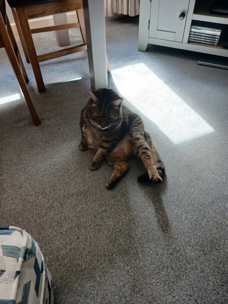Rodents and Risk Assessments - the Excellent Cats applaud Gizmo's recent achievements