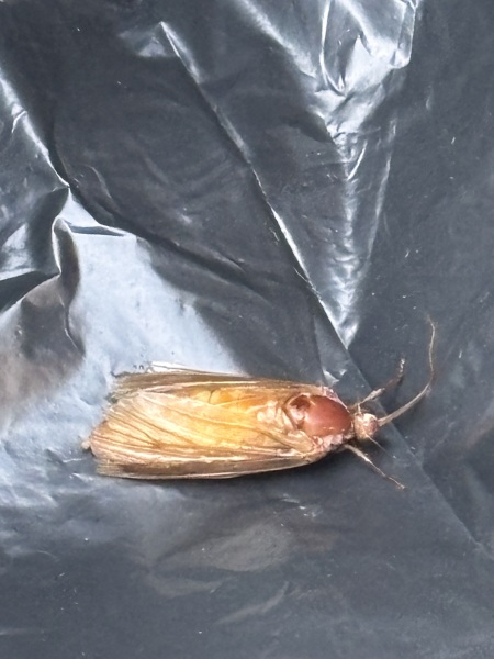 Bug found in washing machine door after wash, what could it be?
