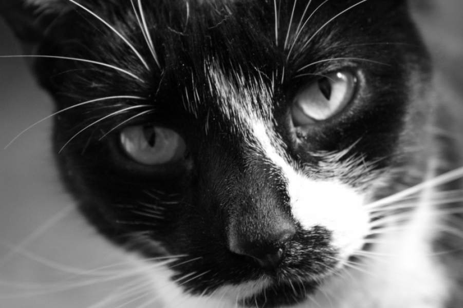 Cats are the best thing in the world