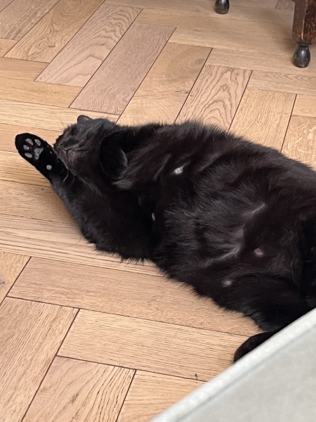 Cats are the best thing in the world