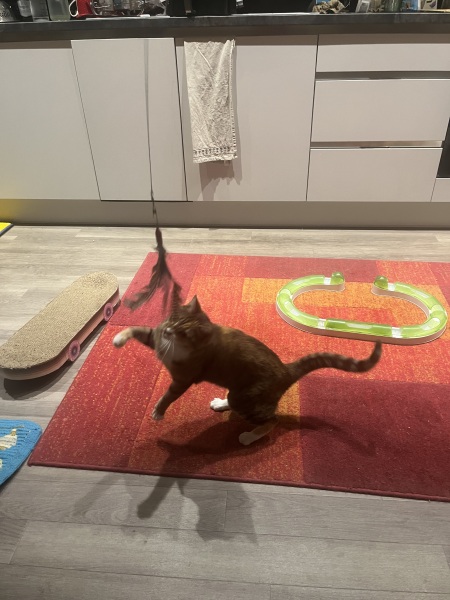 Rodents and Risk Assessments - the Excellent Cats applaud Gizmo's recent achievements
