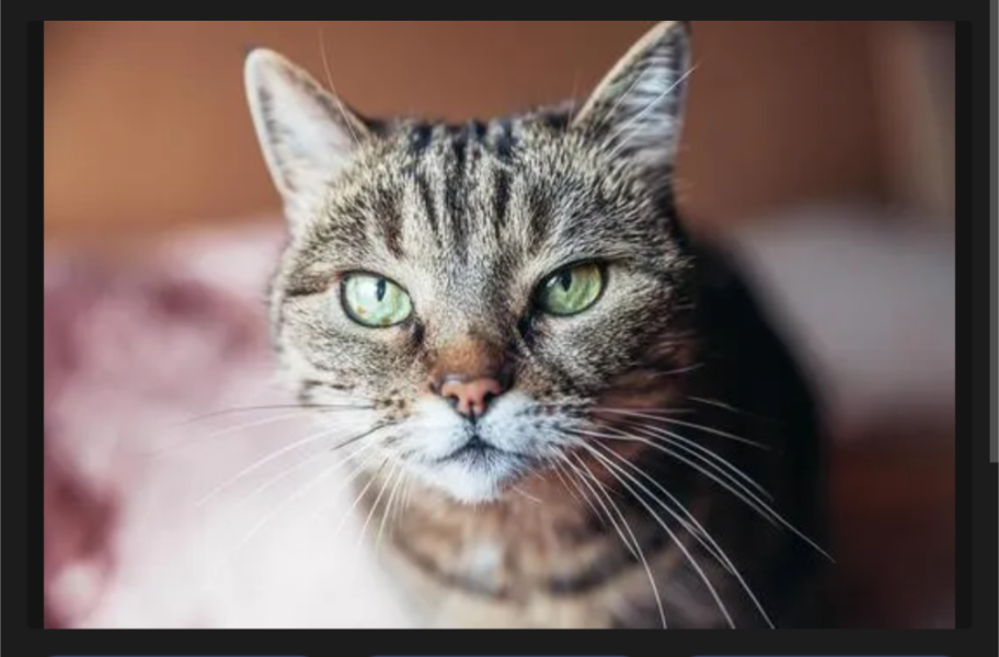 I have a trans cat