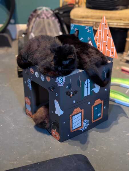 Rodents and Risk Assessments - the Excellent Cats applaud Gizmo's recent achievements