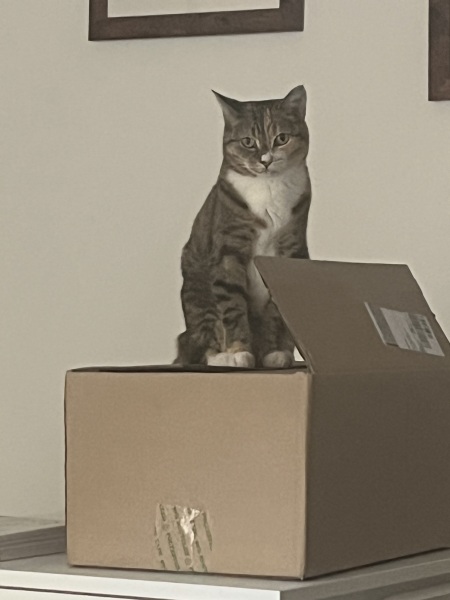 Rodents and Risk Assessments - the Excellent Cats applaud Gizmo's recent achievements