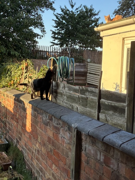 Rodents and Risk Assessments - the Excellent Cats applaud Gizmo's recent achievements