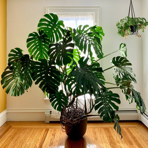 Indoor tree