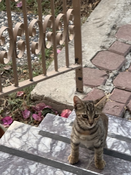 Rodents and Risk Assessments - the Excellent Cats applaud Gizmo's recent achievements