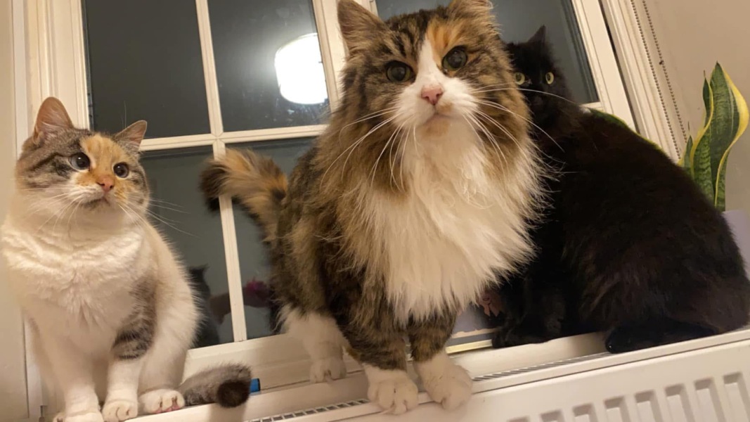 Cats are the best thing in the world